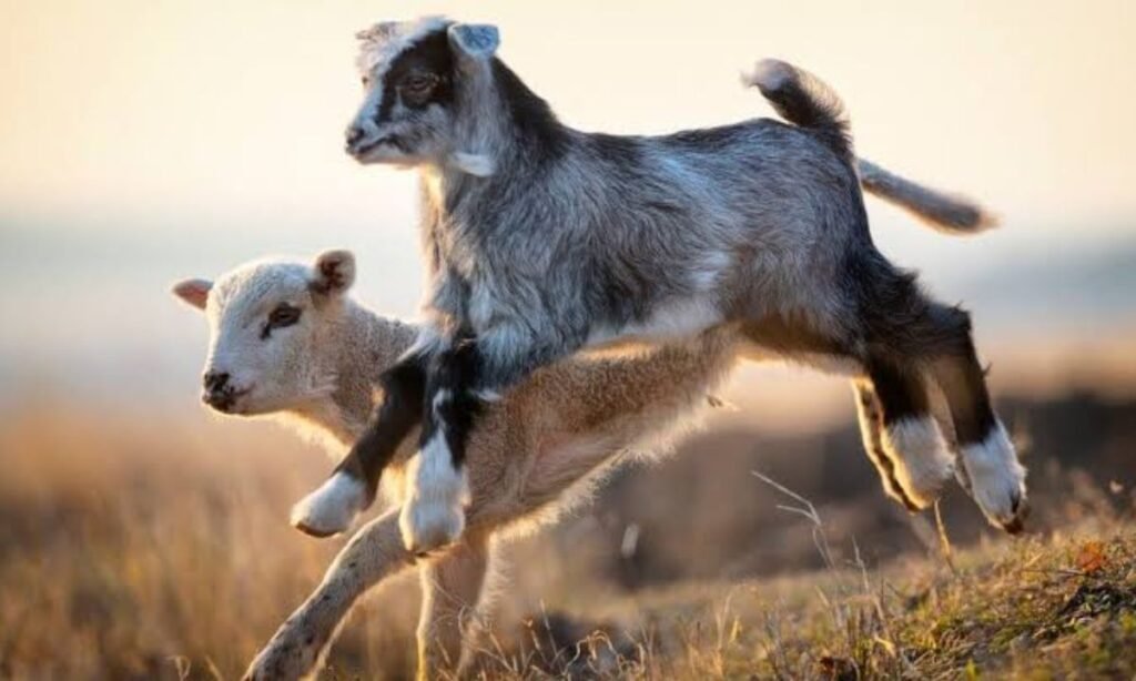 goat-names-for-twins