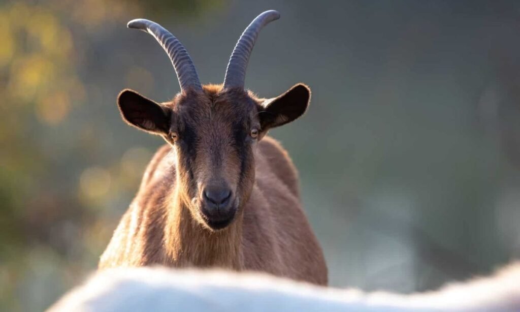 goats-with-horns-or-beards