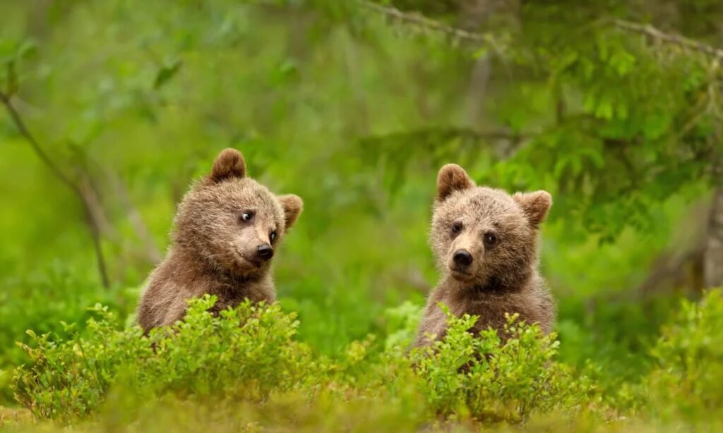 good-bear-names