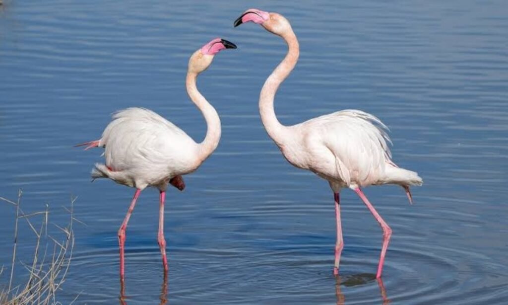 good-names-for-flamingo