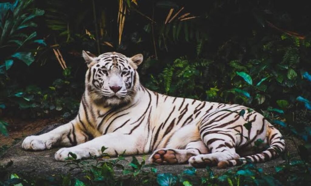 icy-and-winter-themed-white-tiger-names
