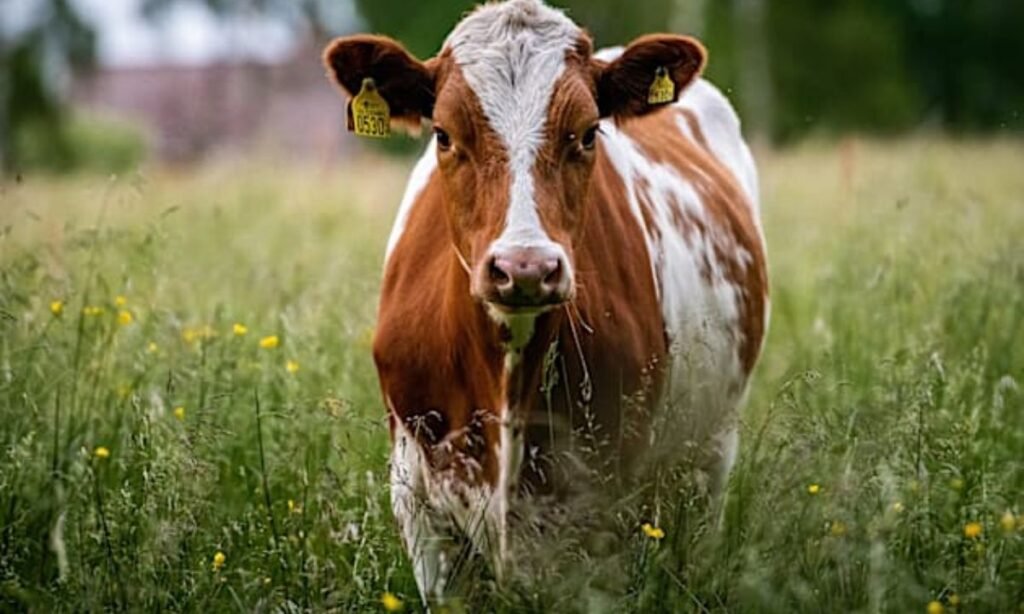 international-cow-names