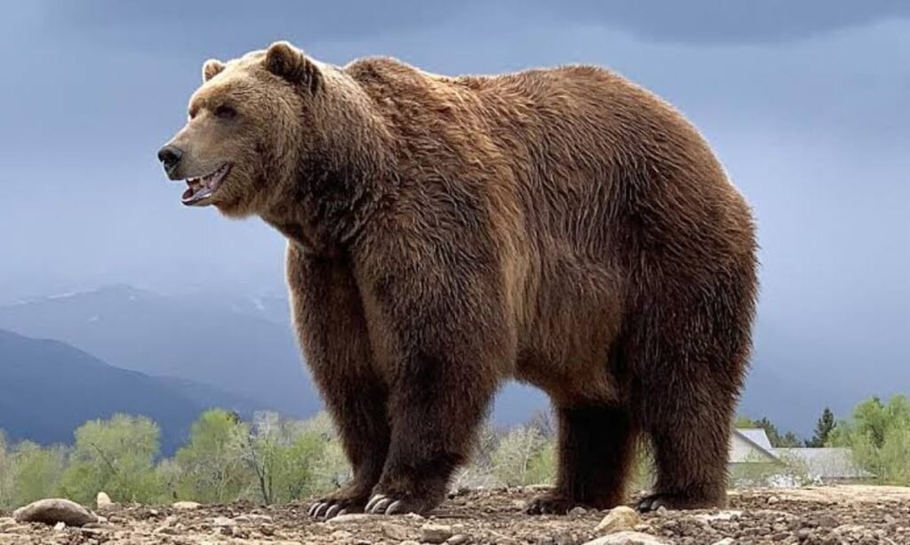 international-teddy-bear-names