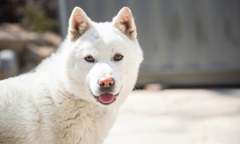 male-korean-dog-names