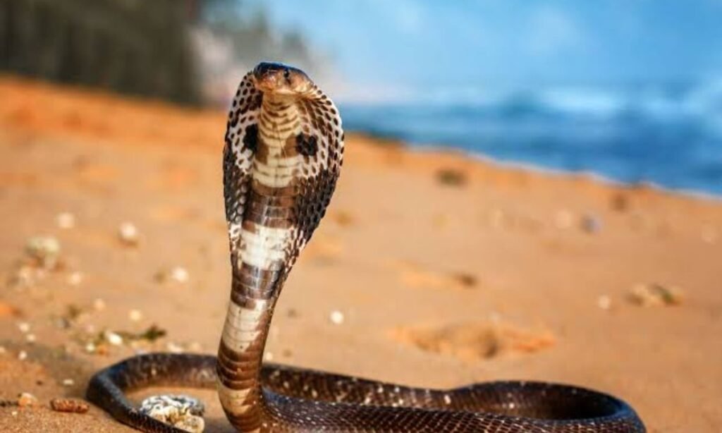male-snake-names