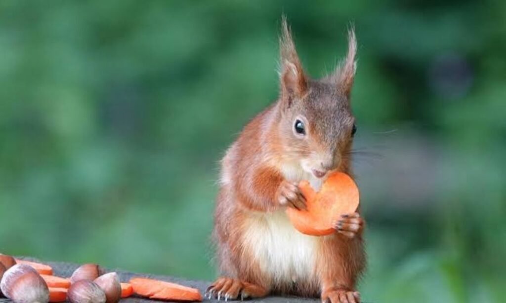 male-squirrel-names