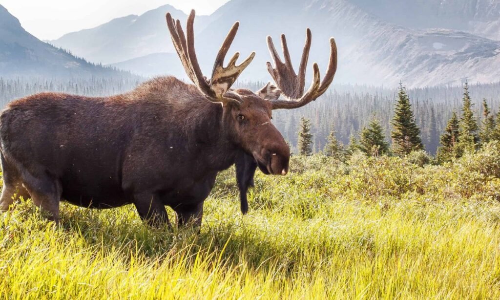 other-aesthetics-moose-names-list