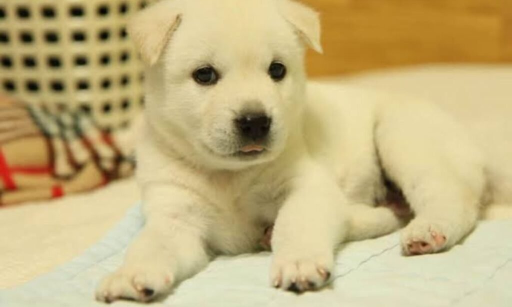 other-korean-dog-names