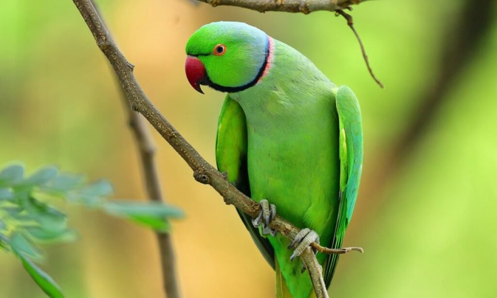 parrot-breed-names