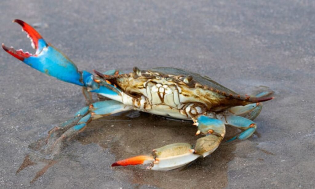 perfect-names-for-pet-crabs