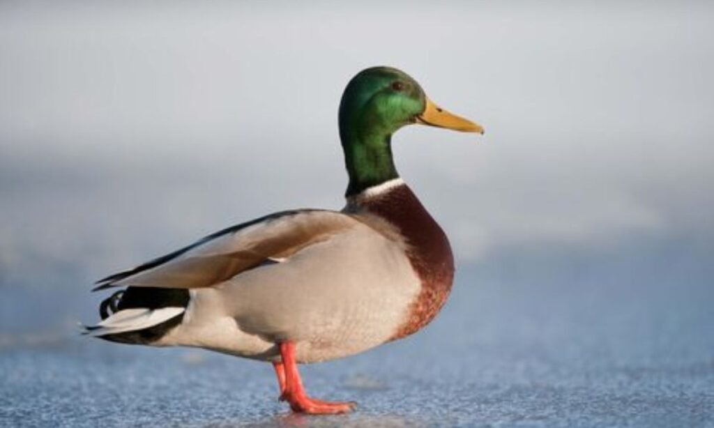 popular-duck-names