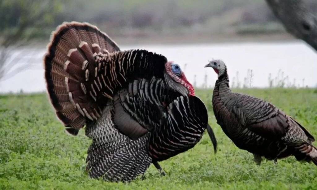popular-turkey-names