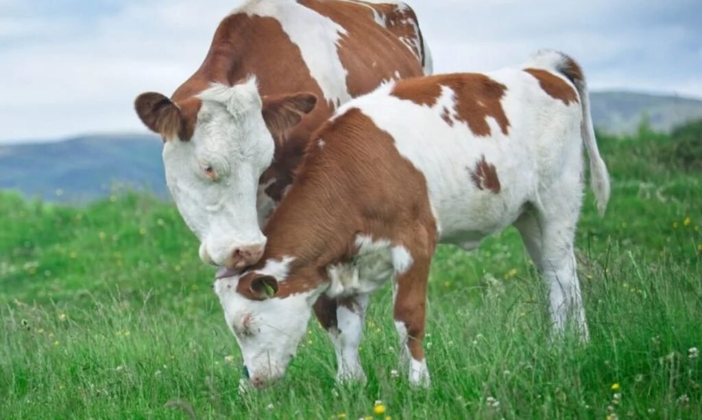 rare-cow-names