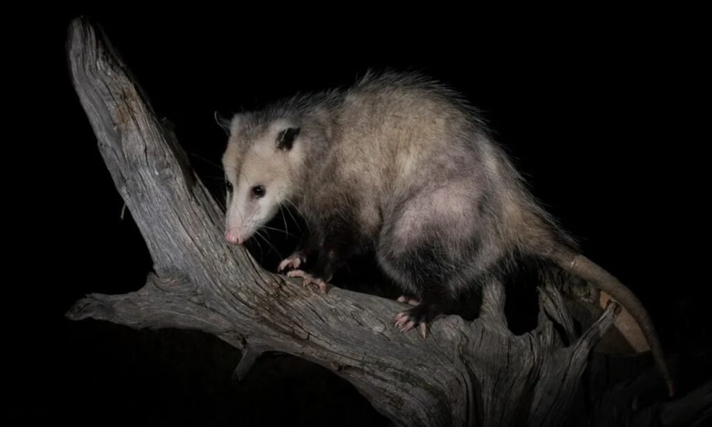 reflecting-on-possum-naming-options