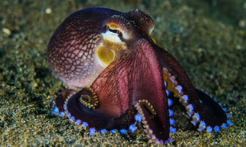 sea-inspired-octopus-names