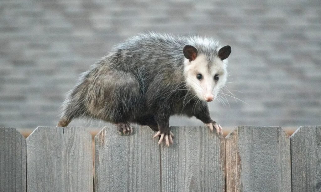 table-of-attractive-possum-names