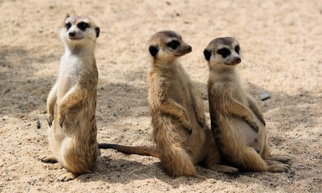 trio-names-for-sibling-groups