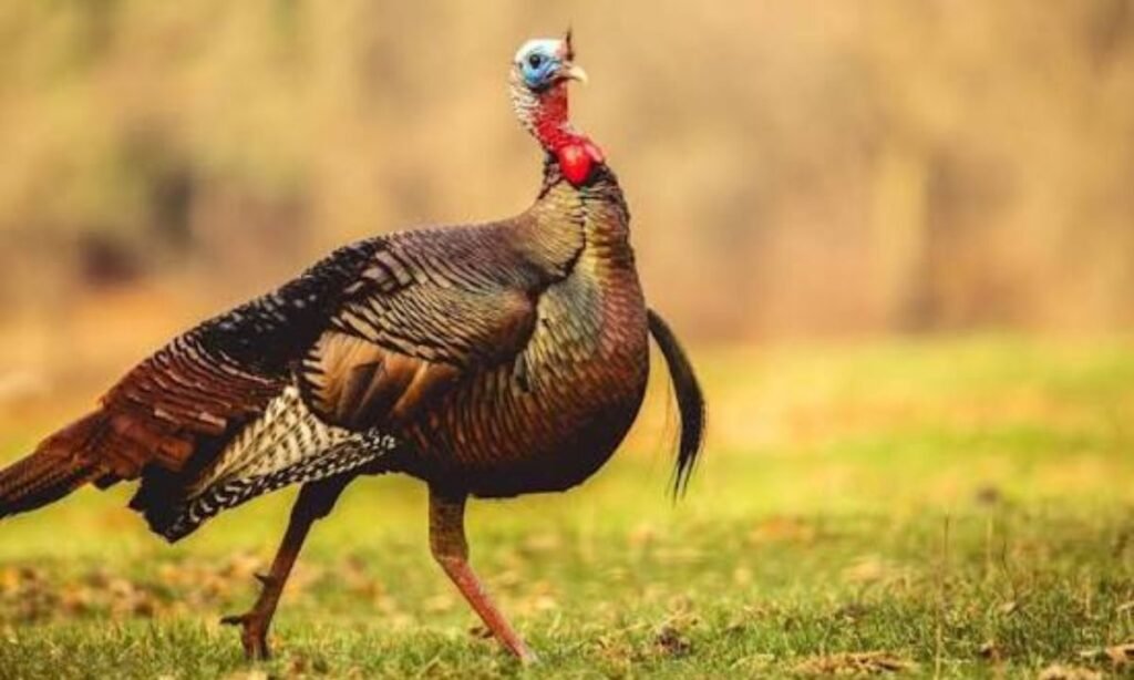 turkey-names-with-meaning