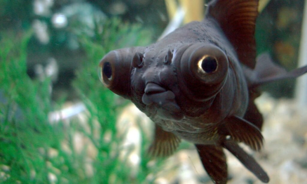 unique-names-for-black-fish-in-a-table-format