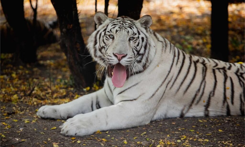 white-tiger-nickname-generator