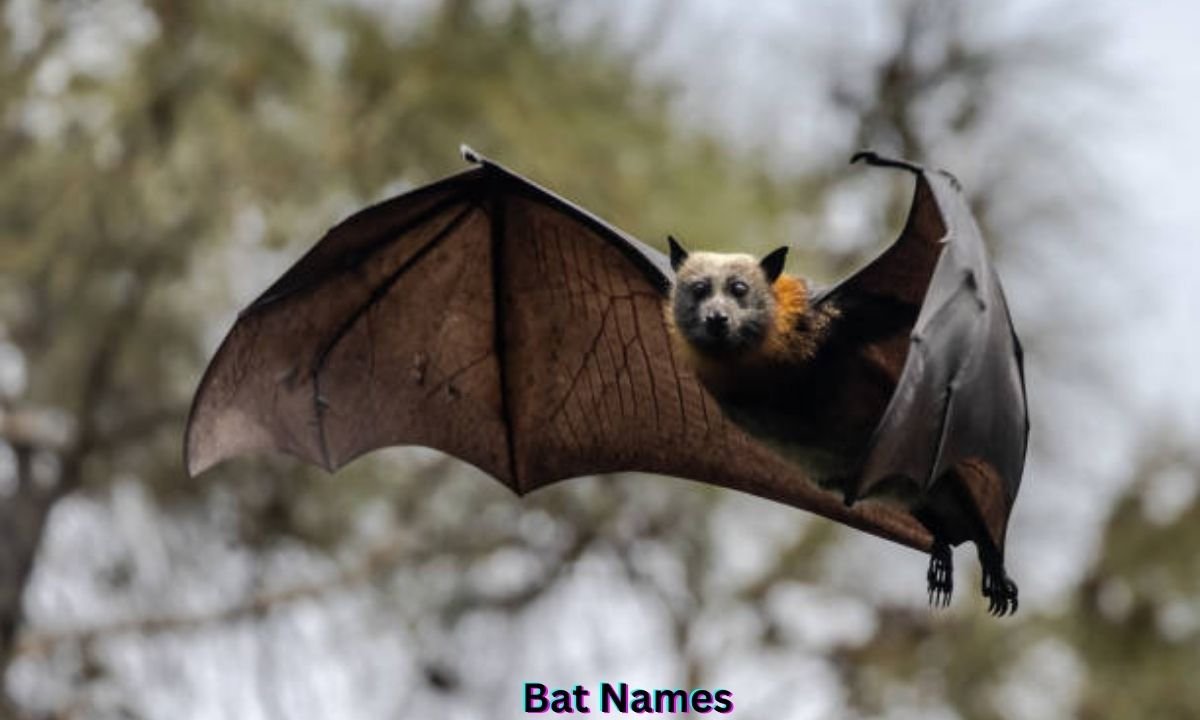 bat-names