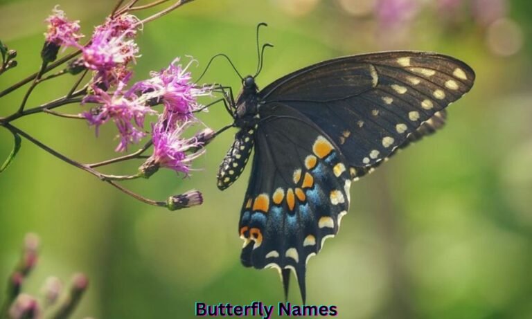butterfly-names