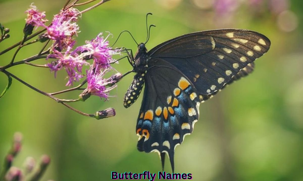 butterfly-names