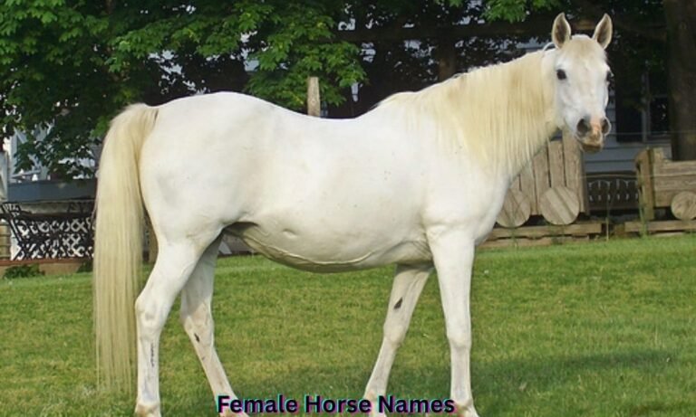 female-horse-names