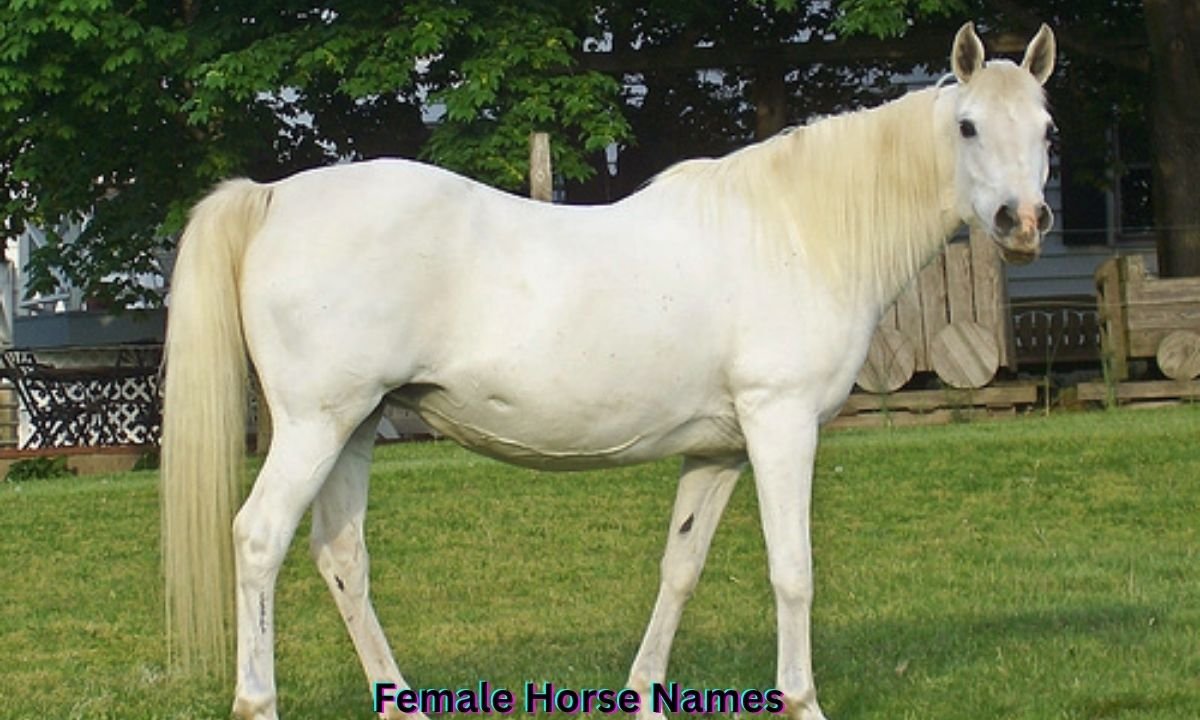 female-horse-names