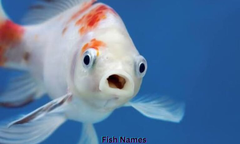 fish-names