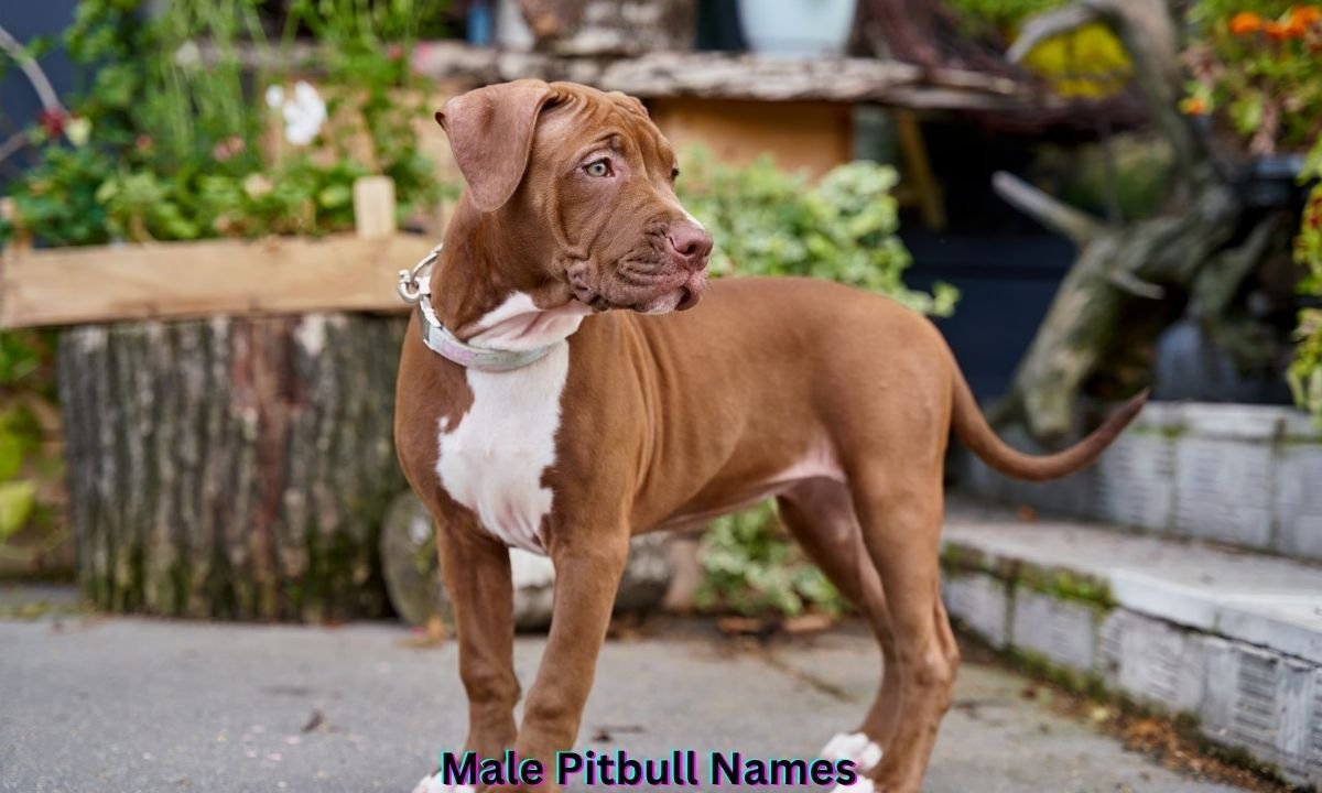male-pitbull-names