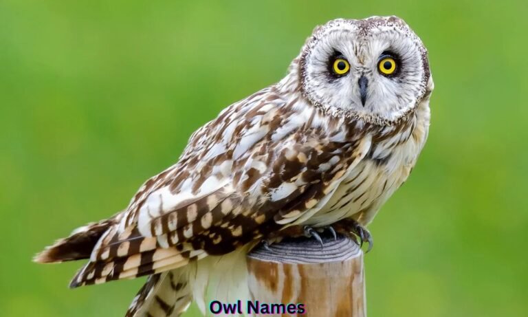 owl-names
