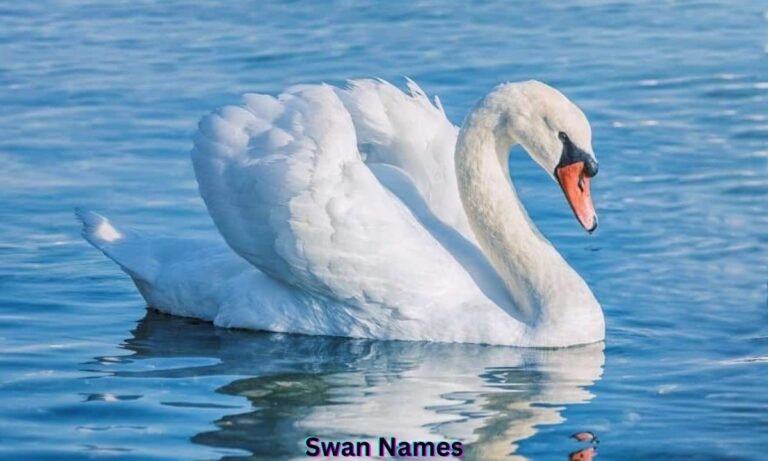 swan-names