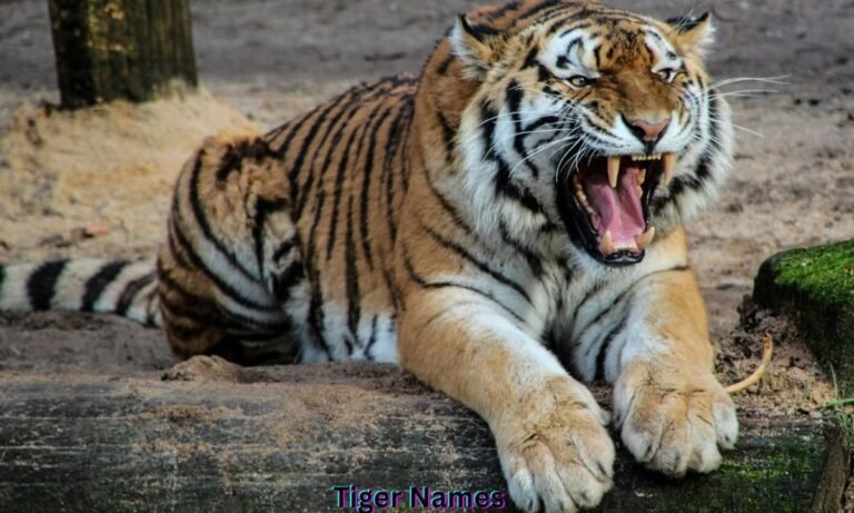tiger-names