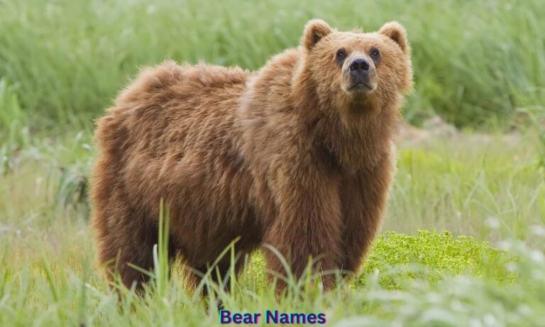 bear-names