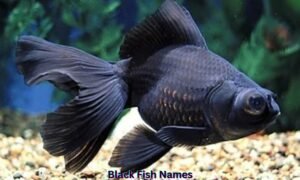 black-fish-names