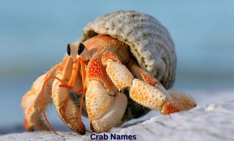 crab-names
