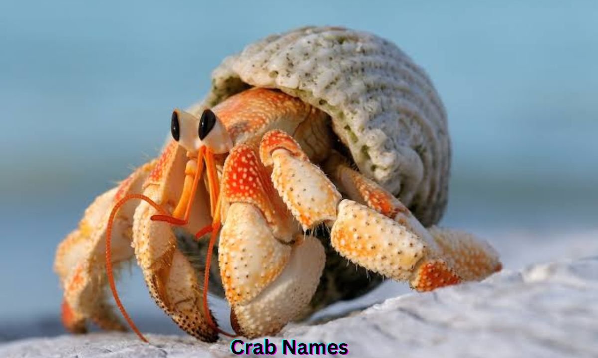 crab-names