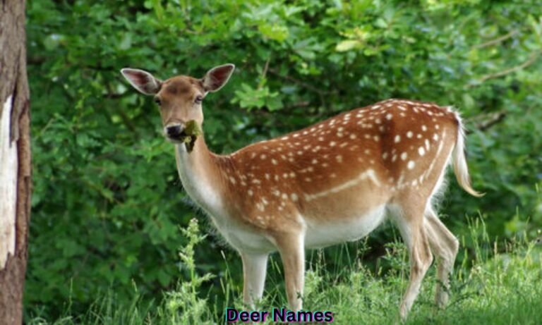 deer-names