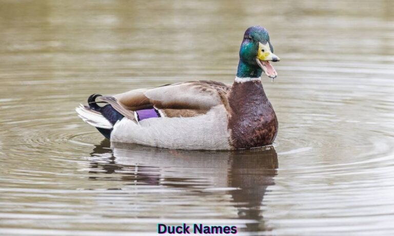 duck-names