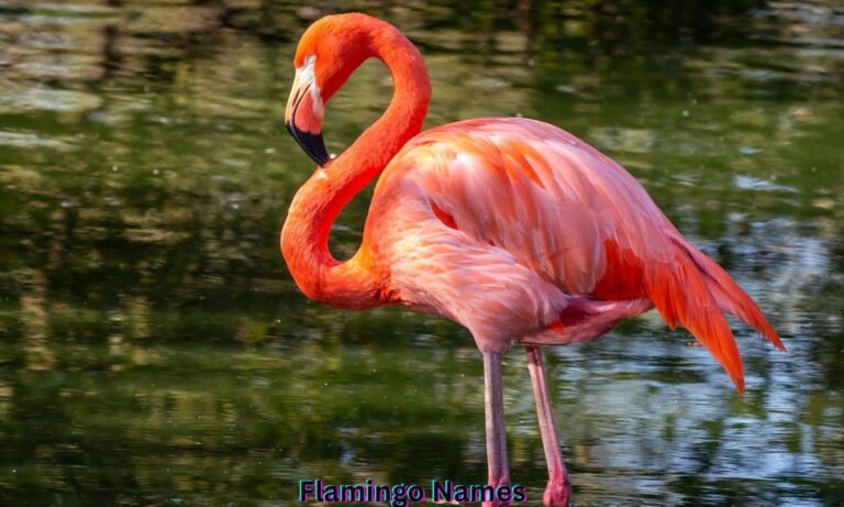 flamingo-names