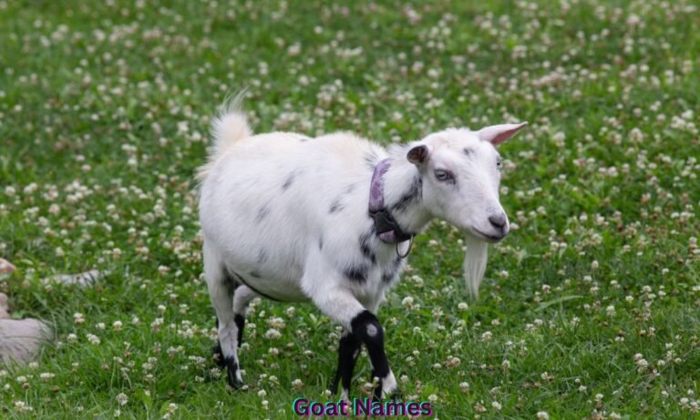 goat-names