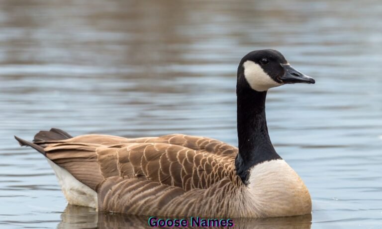 goose-names