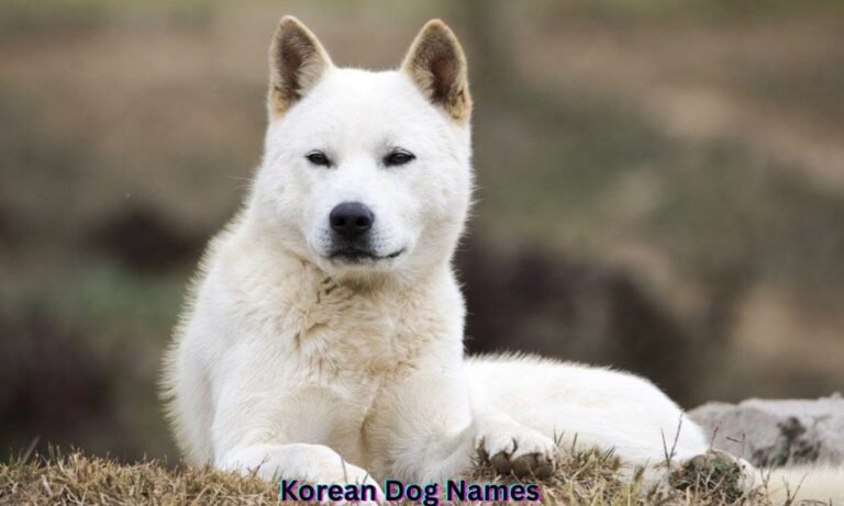 korean-dog-names