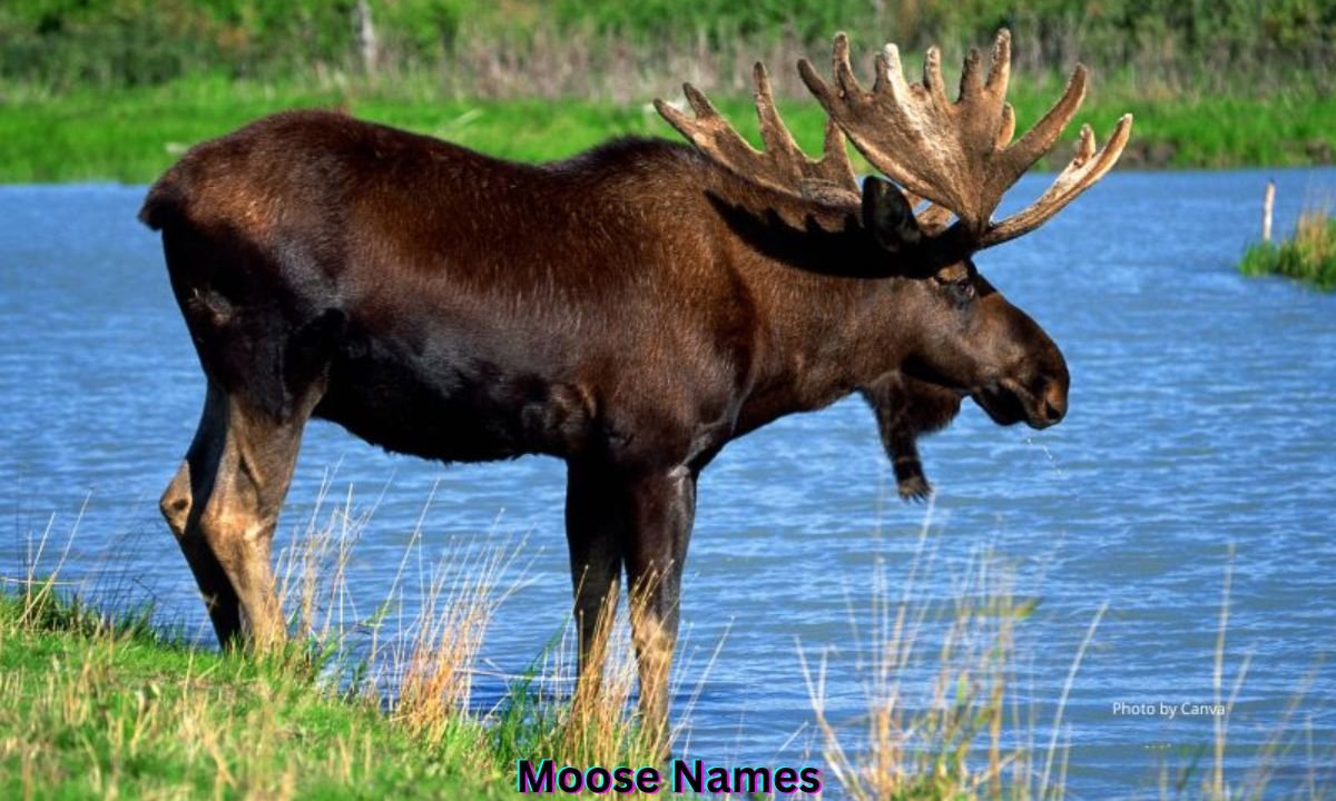 moose-names