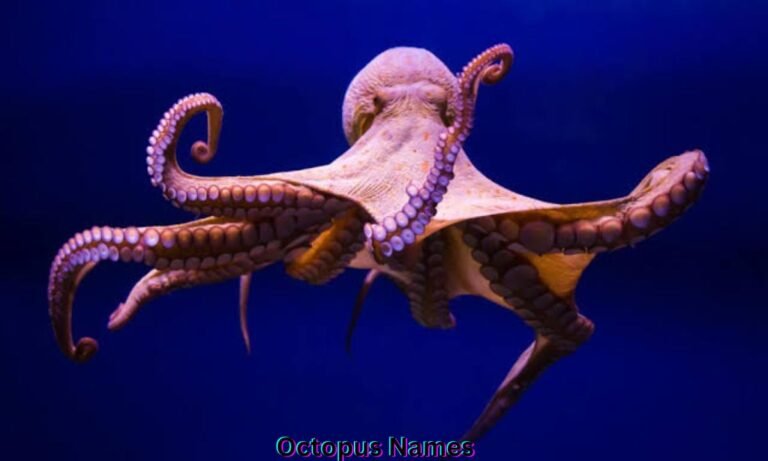 octopus-names