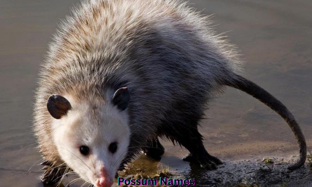 possum-names