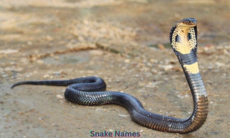 snake-names