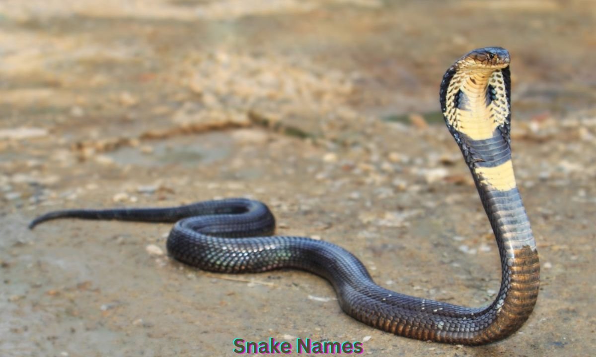 snake-names