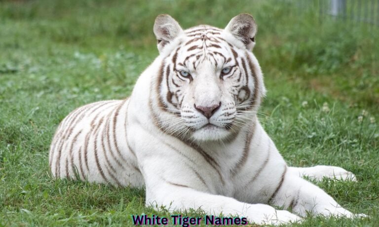 white-tiger-names